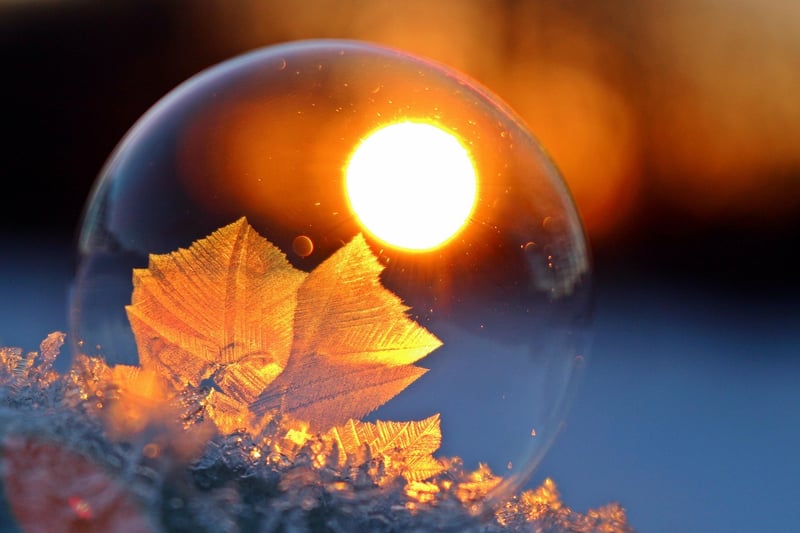 Frozen Delights
