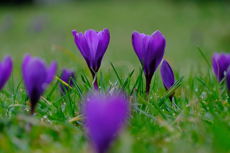 Saffron